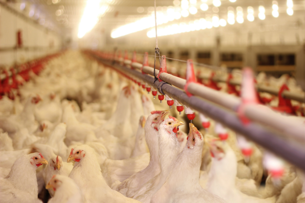 Blockkedja spårar kycklingen hos Carrefour