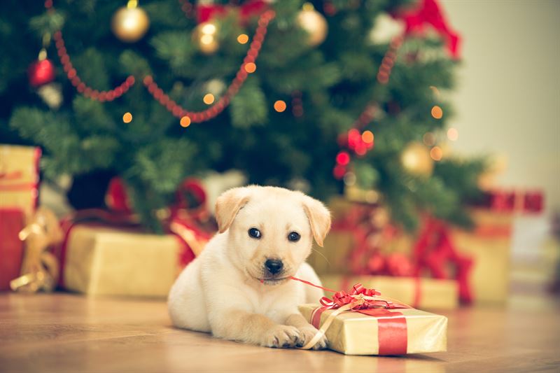 Hälften av Sveriges husdjur får en julklapp