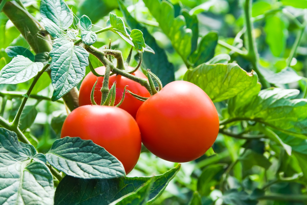 ICA satsar på svensk tomatodling