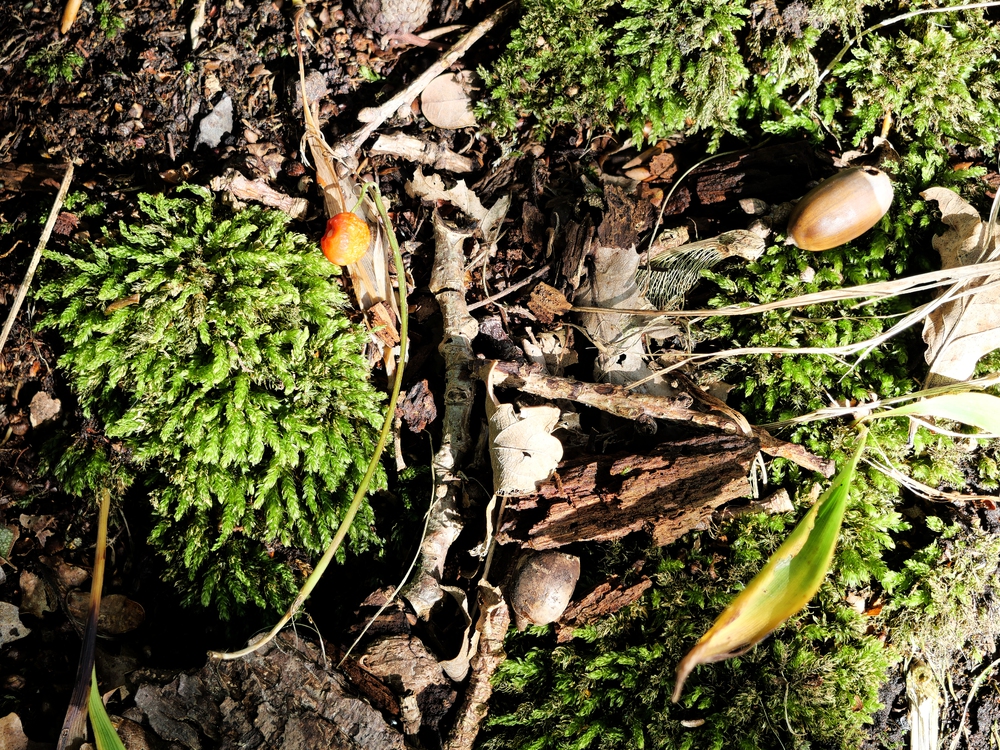 Starkt stöd globalt för skydd av biologisk mångfald