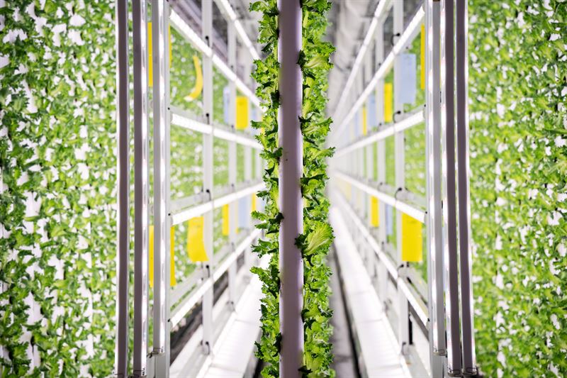 Vertikalodlad sallad